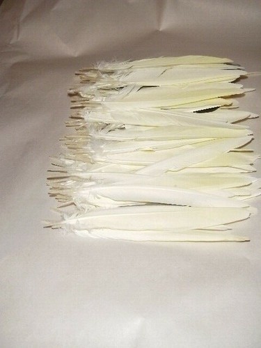 Cockatiel secondary tail - 20,