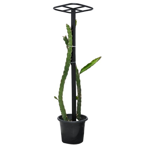 Dragon fruit trellis for - fruit,