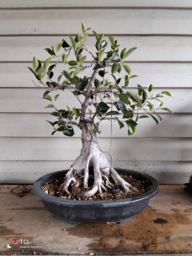 Large ficus bonsai - large,