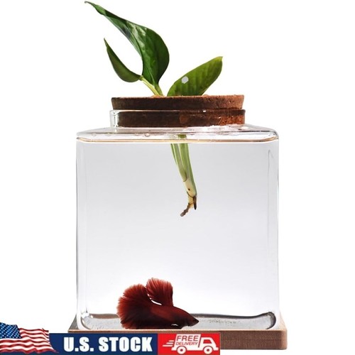 Square glass fish - fish, mini