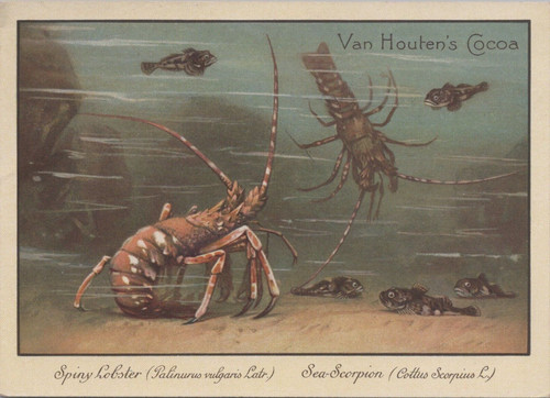 Van houten cocoa spiny - van, houten's