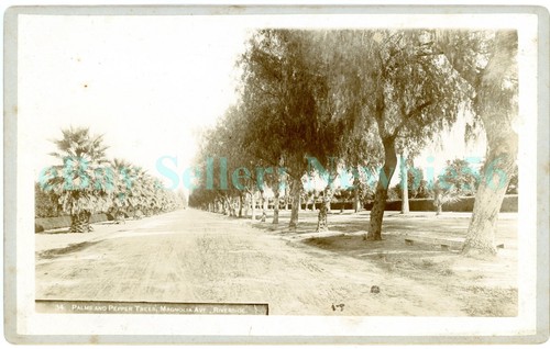 Riverside palm pepper - palm,