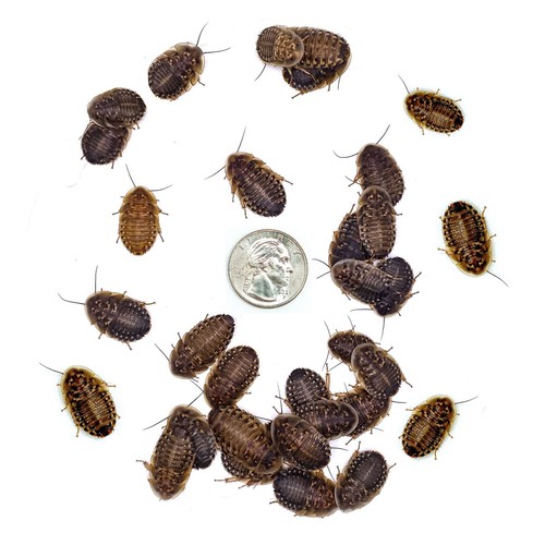 Dubia roaches adult breeding - (adult,
