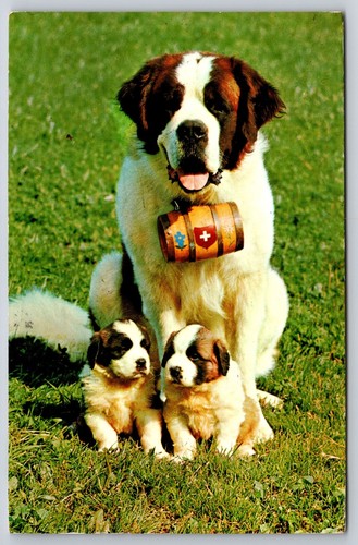 Bernard dog and its - st,