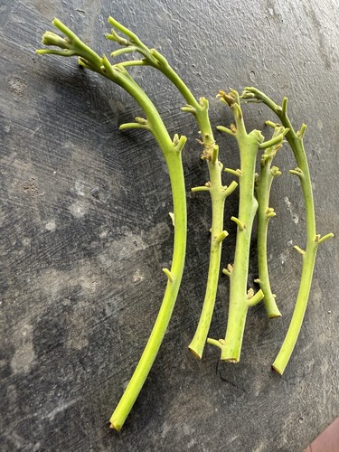 Lamb hass avocado - hass, cuttings