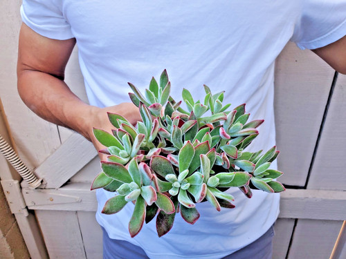 Echeveria harmsii succulent - echeveria,