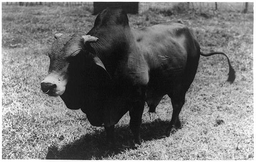 Photo kenya 1940s - 1940s, bull