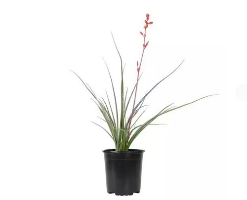 Gal hesperaloe parviflora - gal.,