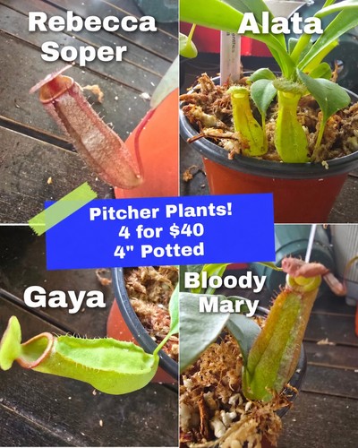 Pitcher plants for - for, $40