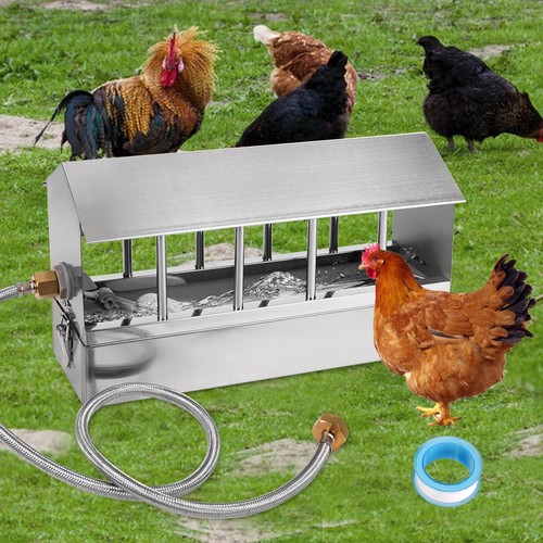 Automatic chicken waterer - chicken,