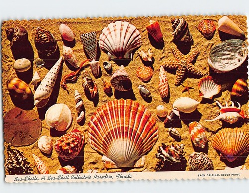 Postcard sea shells - postcard,