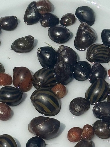 Nerite snails mixed pack - |,