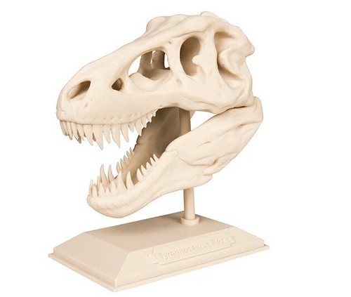 Rex skull replica dinosaur - t-rex,