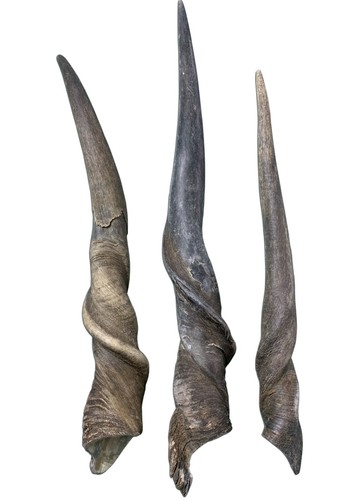Eland horn african - horn,, antelope
