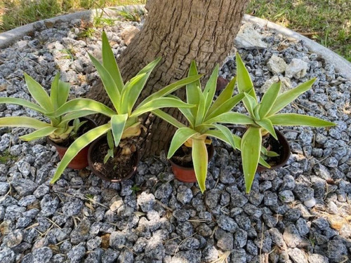 Variegated agave - 2,