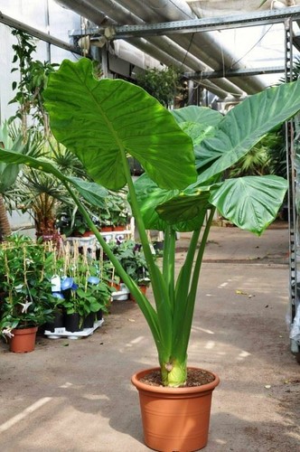 Alocasia calidora 7 8 - -, 7-8