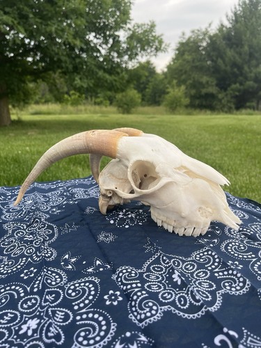 Boer goat skull with original - boer,