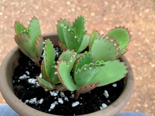 Mother thousands mexican - of, thousands,