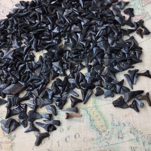 500 exact shark teeth florida - shark,