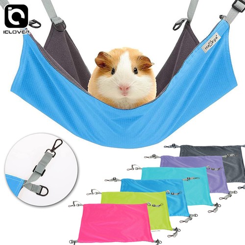 Hamster guinea pig - guinea-pig, hanging