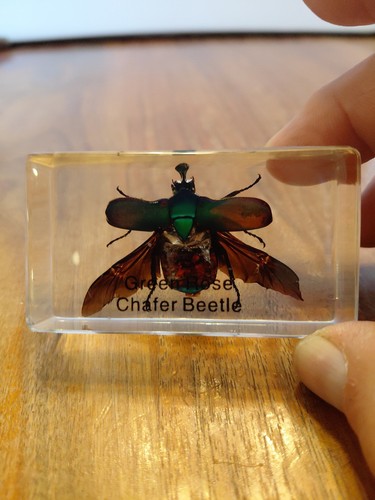 Chafer beetle wings - chafer,