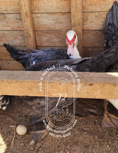 Muscovy duck hatching eggs - duck,