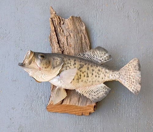 Crappie fish mounted - fish,