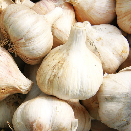 Music hardneck garlic for - garlic,