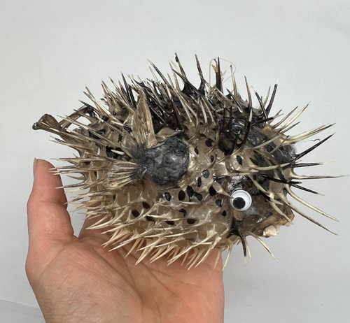 Real dried blowfish porcupine - dried,