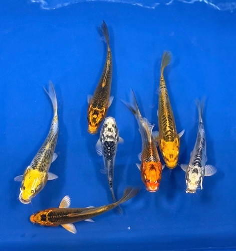 Pack matsuba koi live - koi, 4-5"