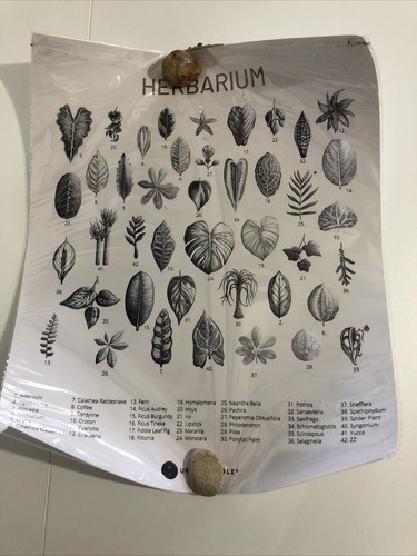 Urban jungle poster - jungle,
