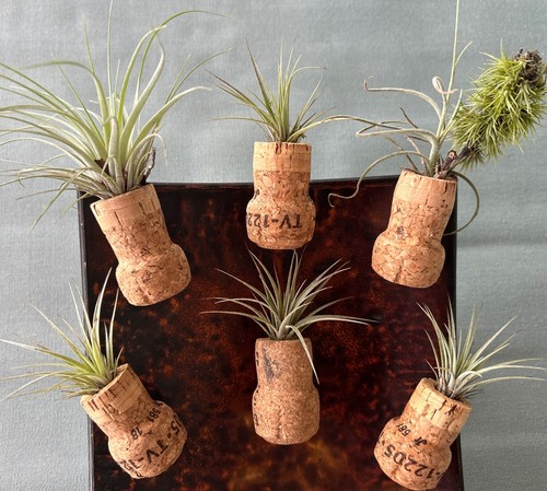 Air plant magnets live - air, magnets-