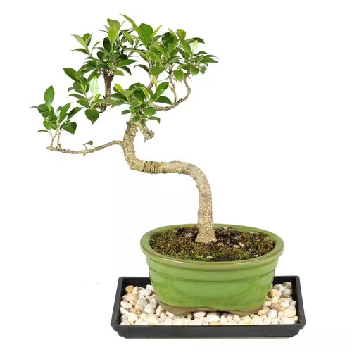 Golden gate ficus bonsai tree - golden,