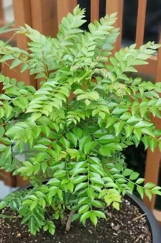 New indian curry - new,