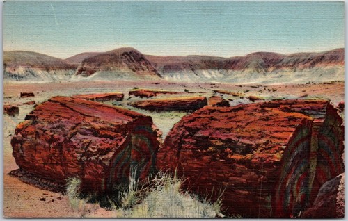 Arizona agatized logs - az,,