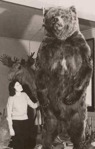 Brown bear university - brown, of