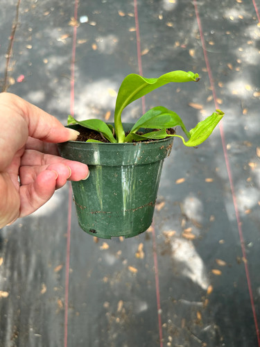 Nepenthes miranda aka - nepenthes,
