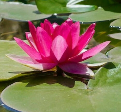 Bright pink water lily seeds - bright,