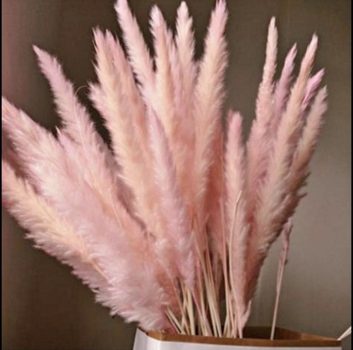 15pcs natural dried - natural, pampas