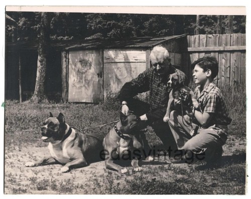 Dog family pet - dog,