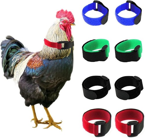 Tkocisa pack crow rooster - tkocisa,