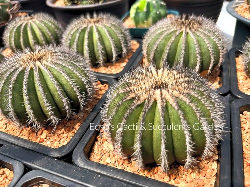 Cactus uebelmannia - cactus-,