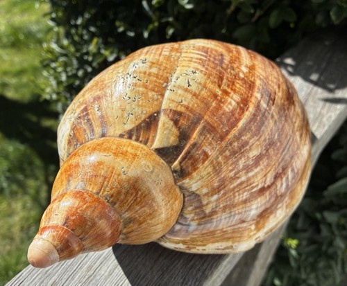 Large 28cm seashell giant - large,