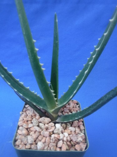 Aloe bainesii tree - aloe,