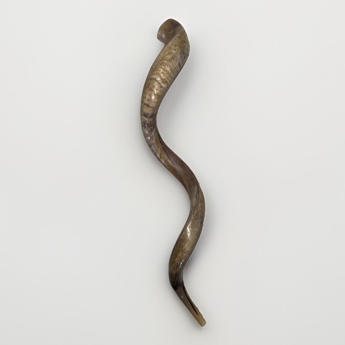Shofar yemenite kudu horn xxxl - yemenite,