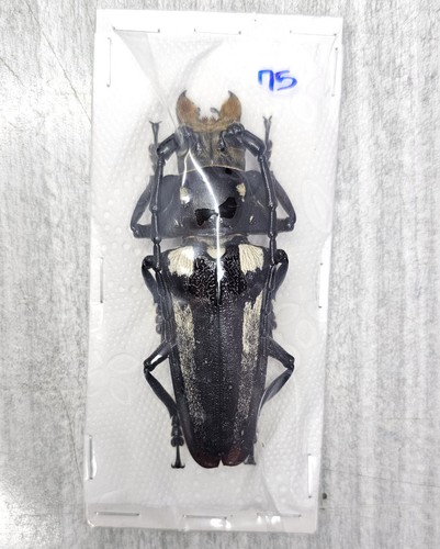 Cerambycidae callipogon - :,