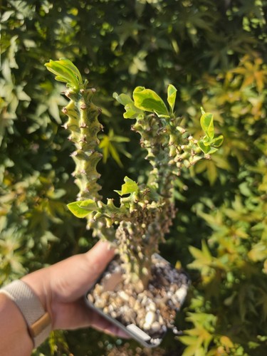 Euphorbia neriifolia - euphorbia,