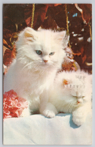 Postcard c1974 lovable white - postcard,