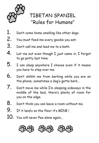 Tibetan spaniel rules for - tibetan,