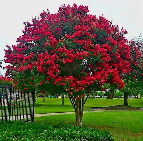 Crape myrtle tree seeds crepe - tree,